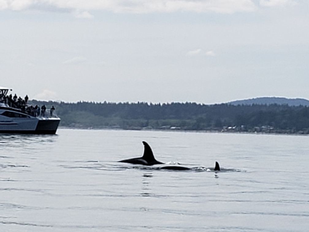 R&R Whale Watching Charters | 2201 Skyline Way, Anacortes, WA 98221, USA | Phone: (360) 941-6515