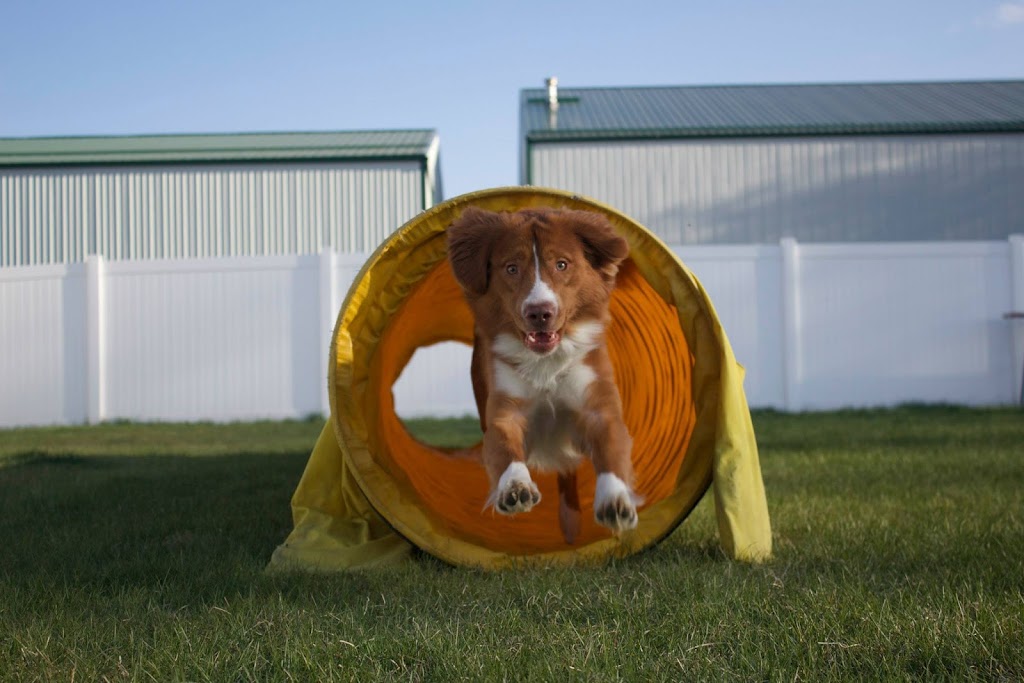 E&E Kennels | 12 Boulder Blvd, Stony Plain, AB T7Z 1V7, Canada | Phone: (780) 963-8173