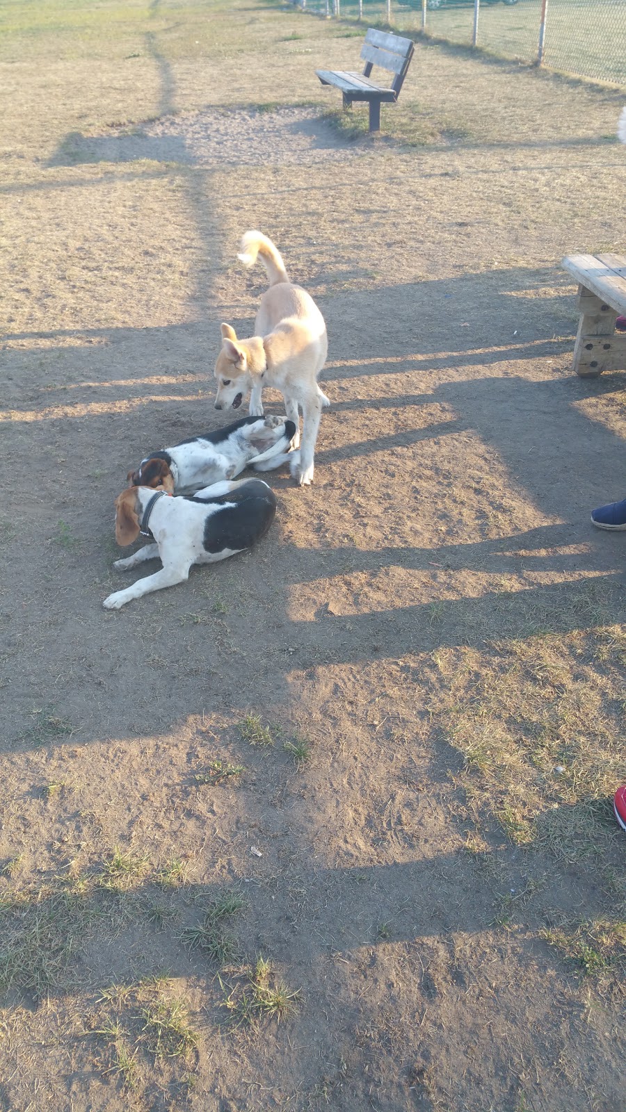 Chomedey Dog Park | Laval, QC H7W 5J4, Canada | Phone: (450) 978-8903