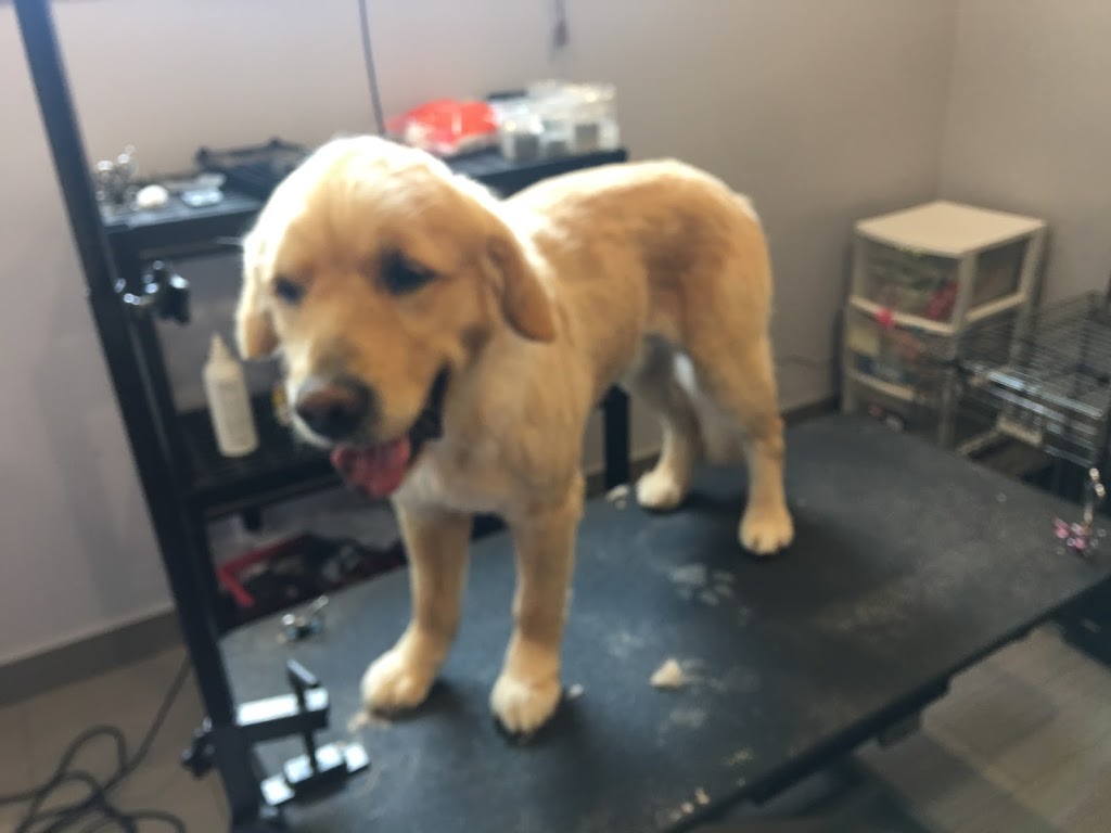 Oh My Dog Pet Grooming | 84 Stradwick Rise SW, Calgary, AB T3H 1J7, Canada | Phone: (403) 240-1144