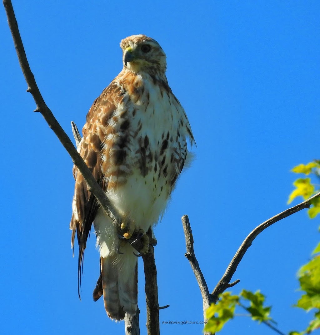 Ambe Winged Tours | 140 Donegan St, Listowel, ON N4W 3V5, Canada | Phone: (226) 622-9371