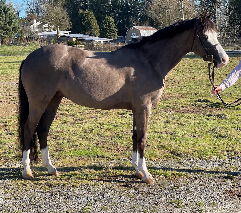 Thorbrooke Equestrian | 22233 4 Ave, Langley Twp, BC V2Z 1R9, Canada | Phone: (604) 308-2036