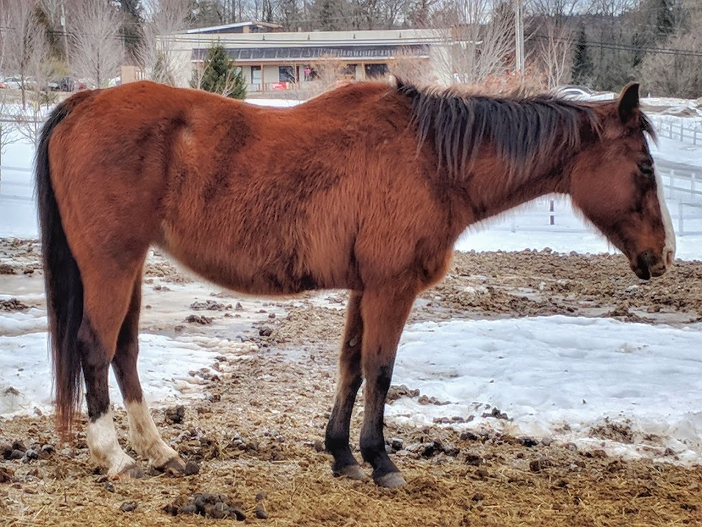 Equita Ranch | 838 Montée de la Source, Cantley, QC J8V 3H4, Canada | Phone: (819) 827-9996