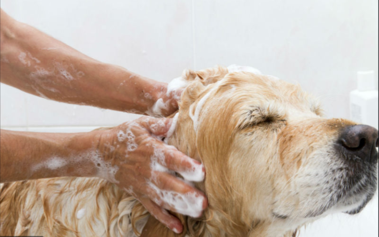 Happy Tails Pet Spa | 10827 129 St NW, Edmonton, AB T5M 0X8, Canada | Phone: (780) 217-8640