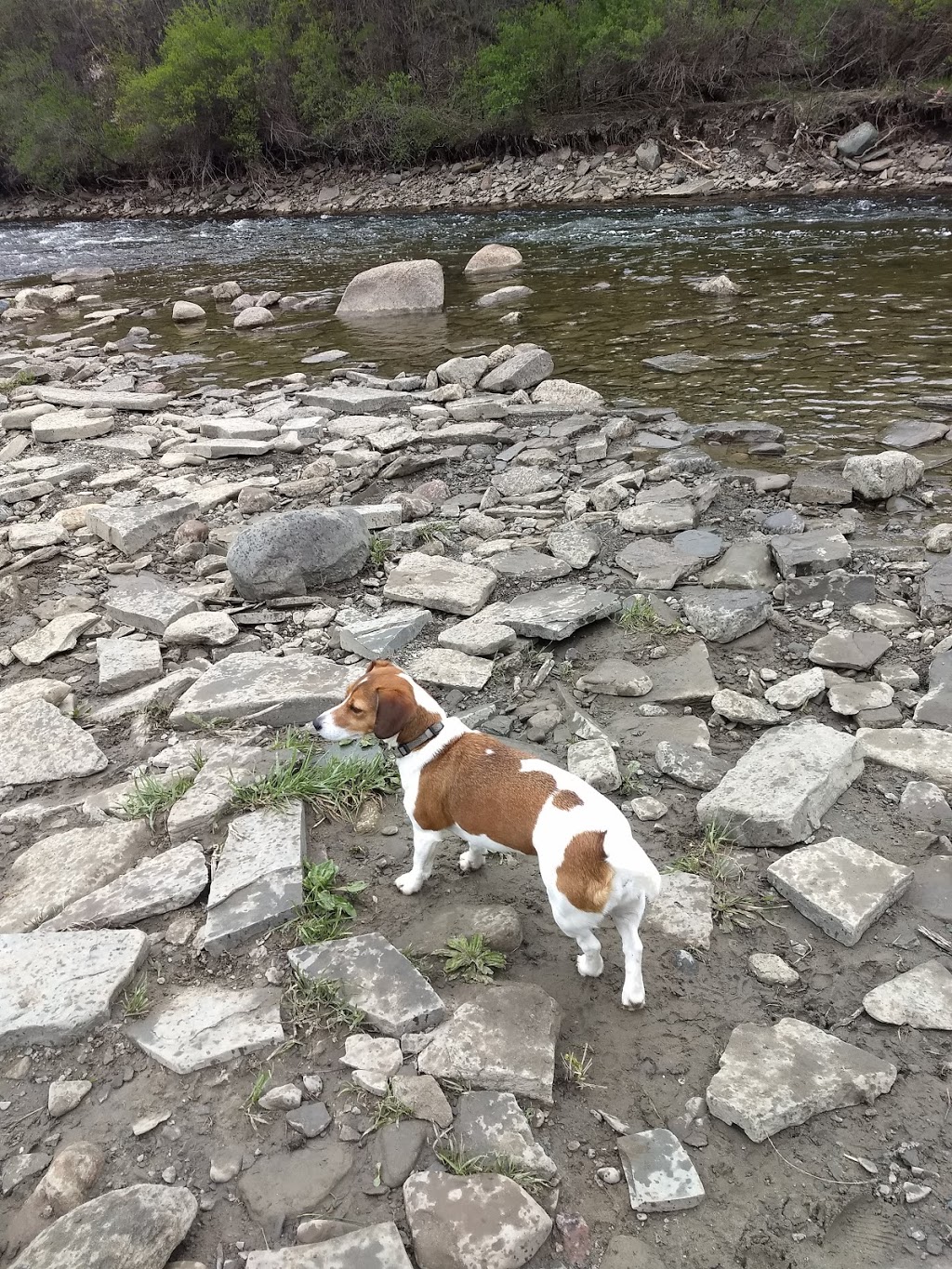 Etobicoke Creek Offleash Dog Park | South of Dundas, Southcreek Rd, Mississauga, ON L4X 1L9, Canada