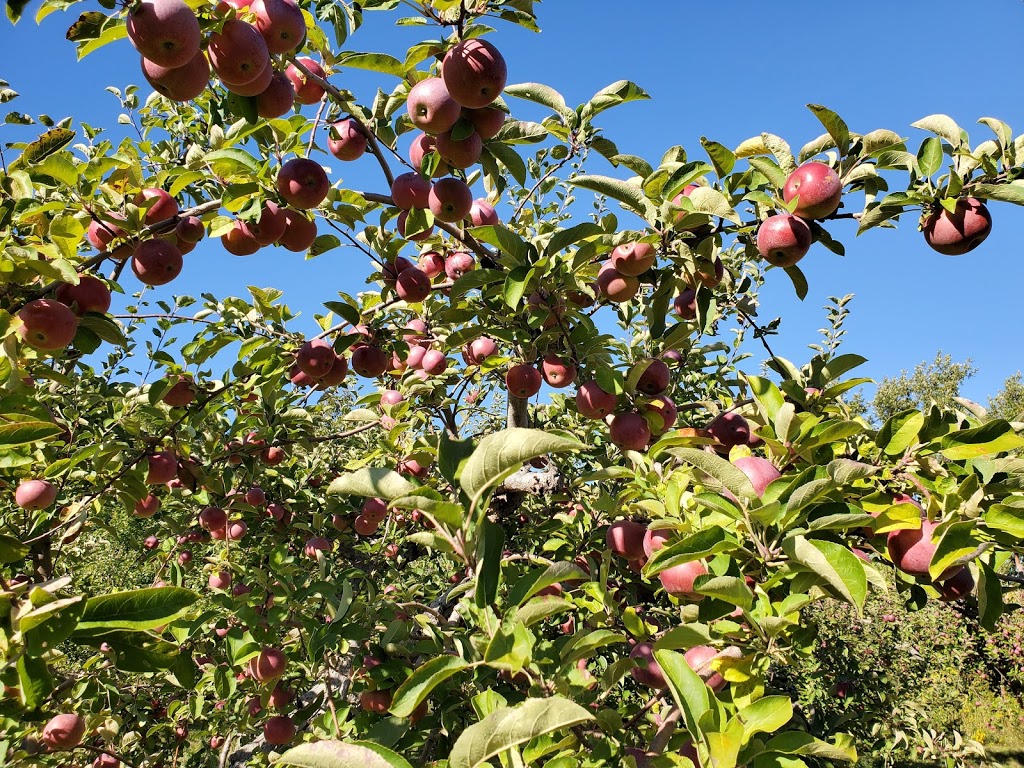 Applevale Orchards | 5144 Derry Rd, Burlington, ON L7M 0R6, Canada | Phone: (647) 988-1753