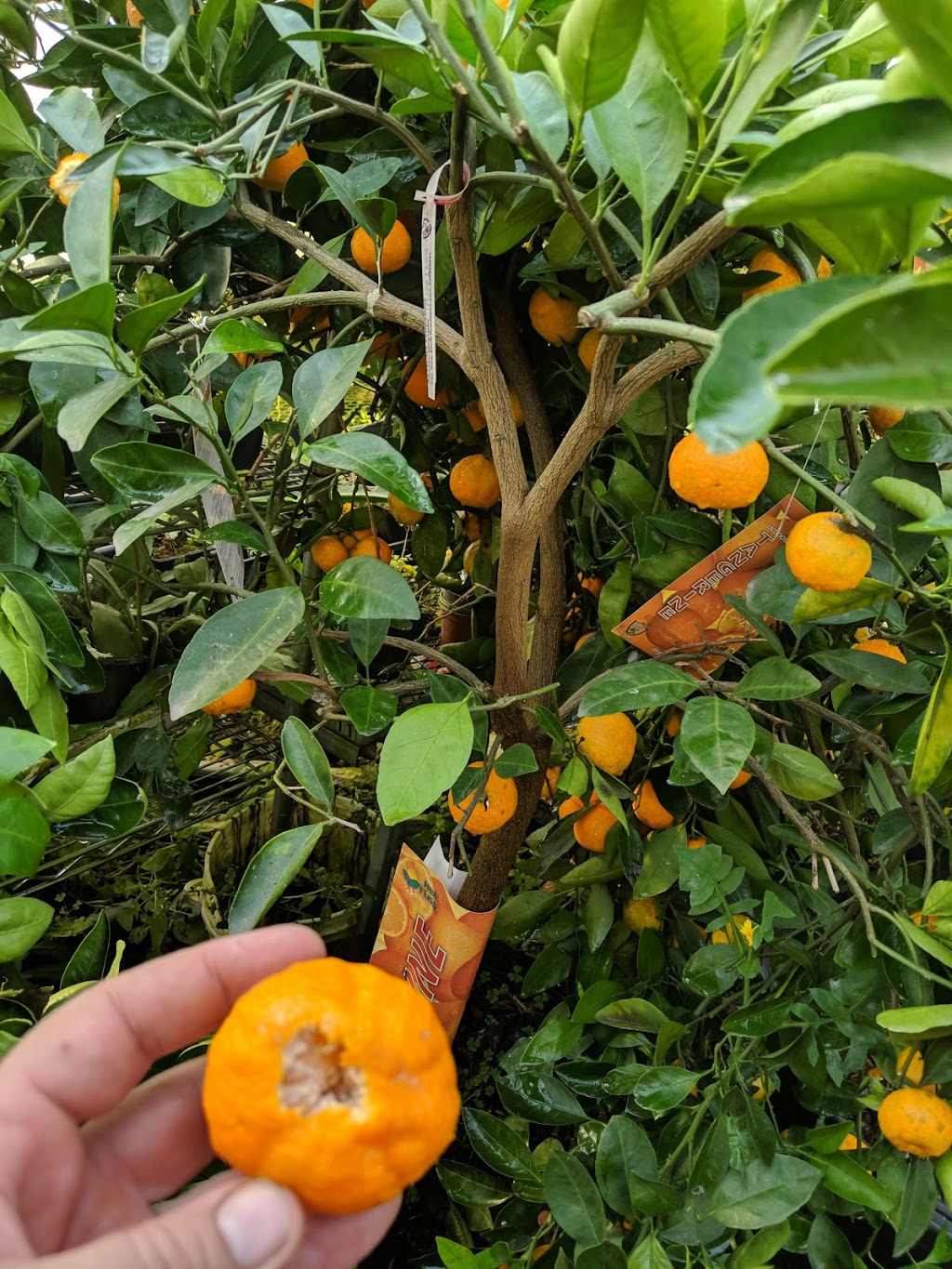 Serre Brugmansia-Québec (Ouvert sur rendez-vous seulement) | 1147 Terrasse Bellevue, Saint-Valérien-de-Milton, QC J0H 2B0, Canada | Phone: (450) 521-1997