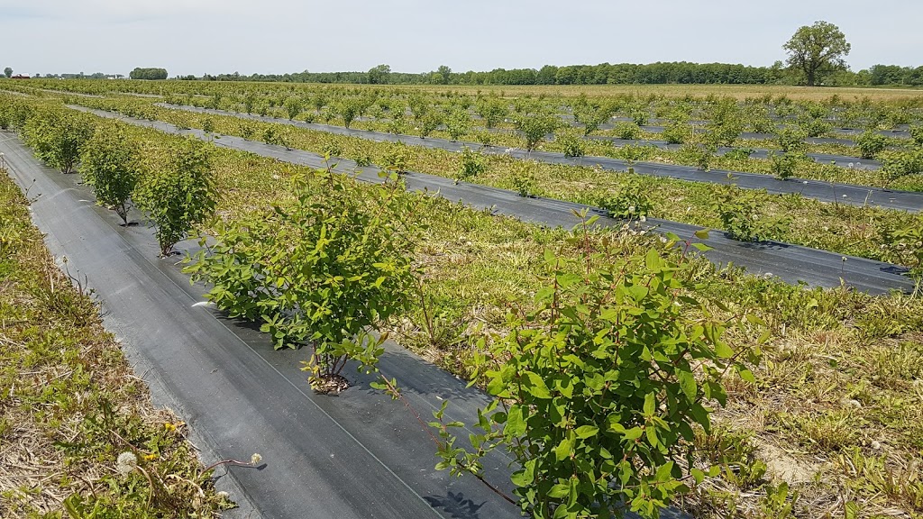 Ferme Les Délices du Rapide | 8250 Chemin du Rapide-Plat N, Saint-Hyacinthe, QC J2R 1H6, Canada | Phone: (450) 501-0039