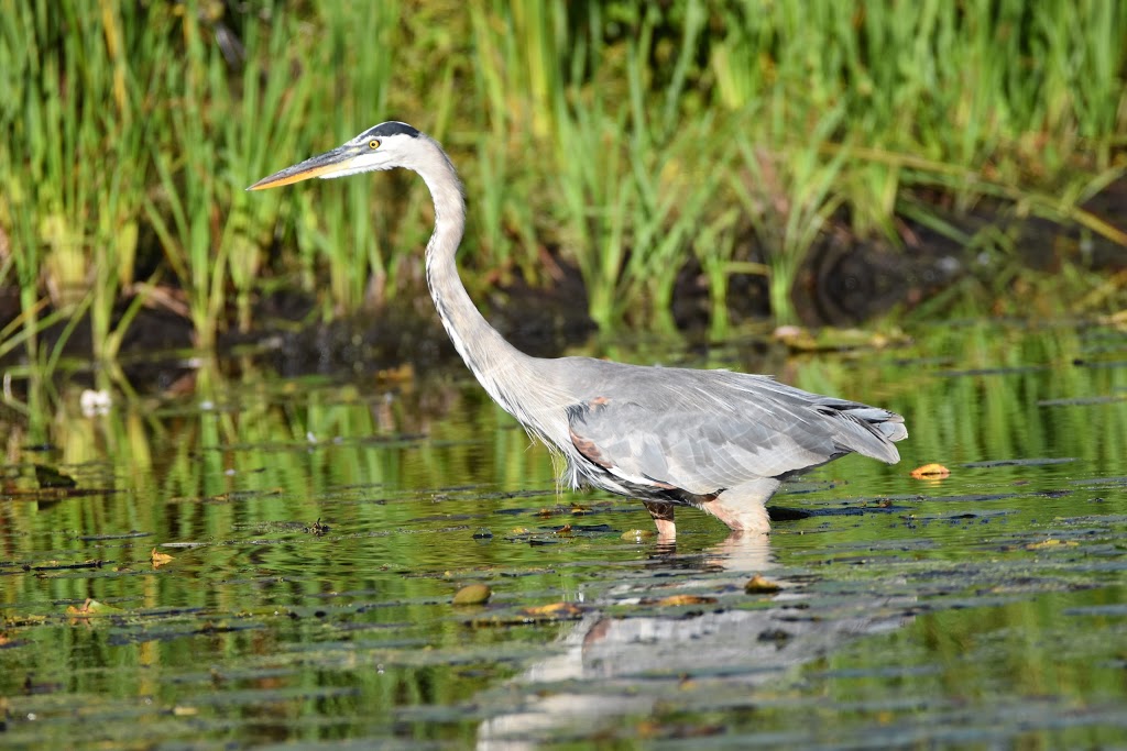 Britannia Conservation Area | Ottawa River Pathway, Ottawa, ON K2B 5X1, Canada