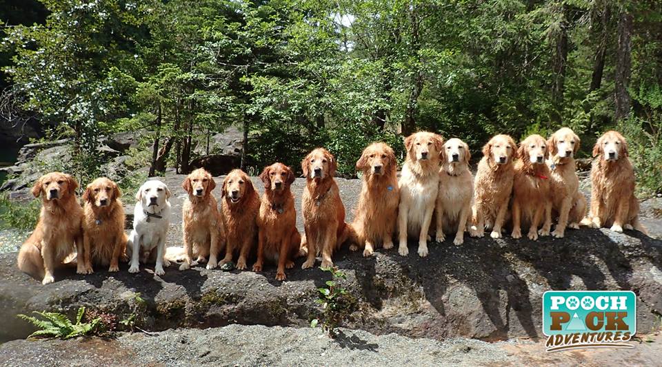 Pooch Pack Adventures | 3312 Hammond Bay Rd, Nanaimo, BC V9T 1E6, Canada | Phone: (250) 619-8241