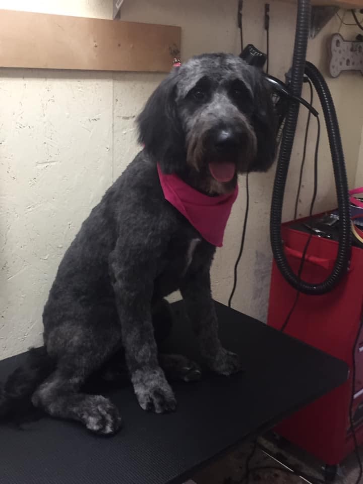 The Salty Paw Grooming Salon | 155 Shore Rd, Shelburne, NS B0T 1W0, Canada | Phone: (902) 874-0081