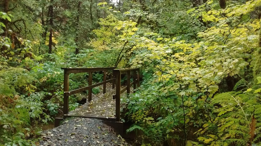 Swamp Lantern Trail_Alice Lake Provicial Park | Squamish, BC V0N 1H0, Canada