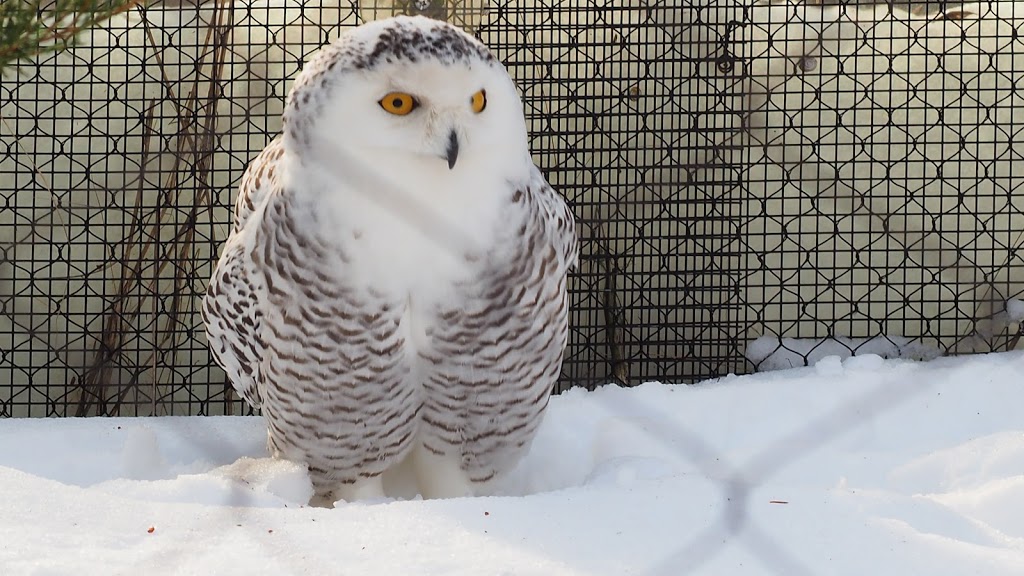 Snowy Owl Exhibit | 2000 Meadowvale Rd, Scarborough, ON M1B 5K7, Canada | Phone: (416) 392-5929