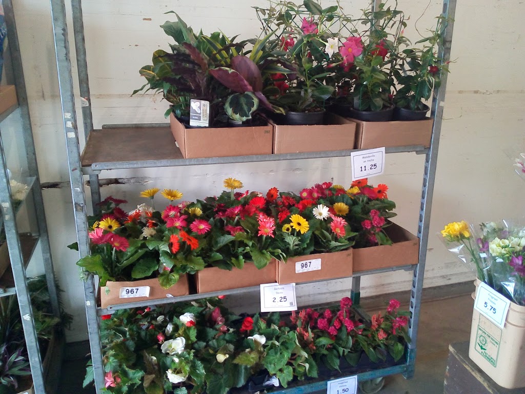 Coleman Flowers | 2075 Henry Ave, Sidney, BC V8L 1T2, Canada | Phone: (250) 655-0906