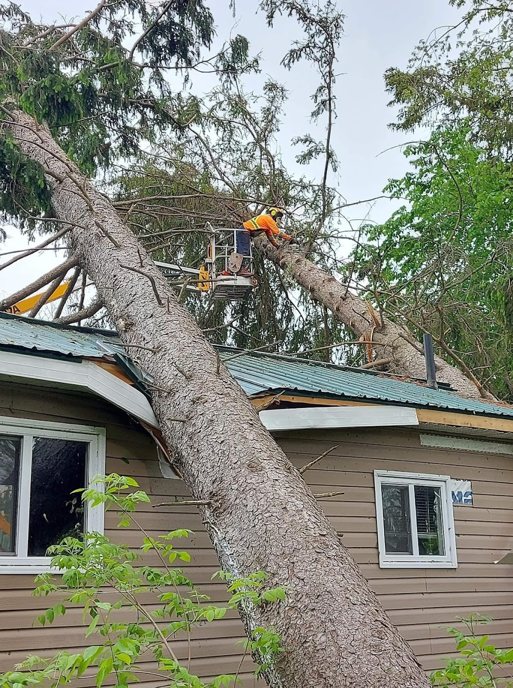 Forest Tree Service | 3664 Loggers Way, Kinburn, ON K0A 2H0, Canada | Phone: (613) 292-8315