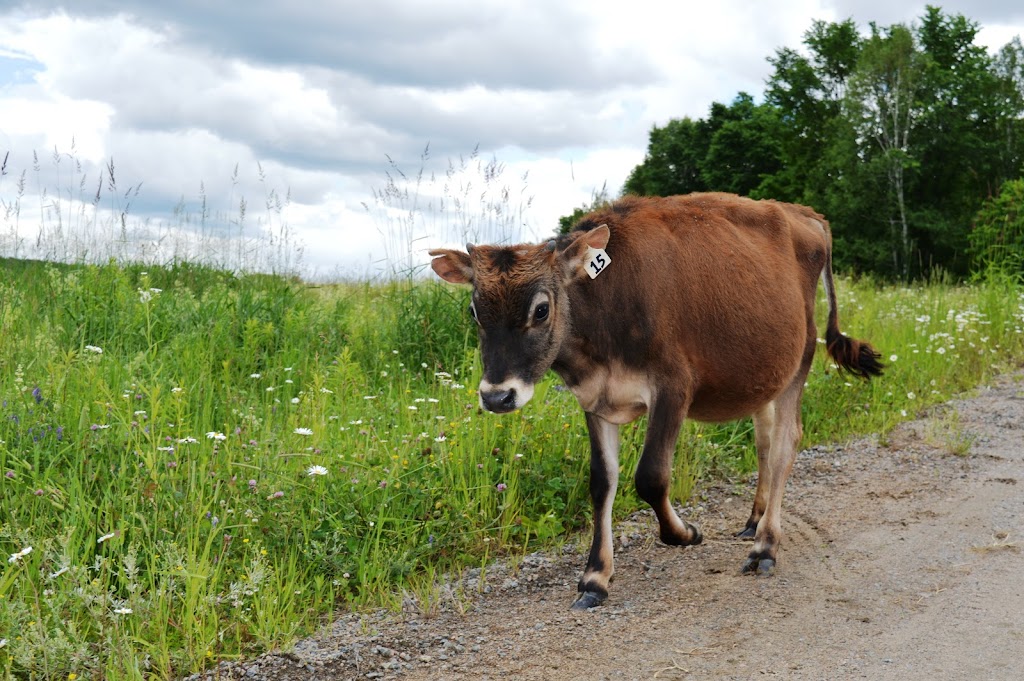 Mask Island Farm | 94 Mask Island Dr, Barrys Bay, ON K0J 1B0, Canada | Phone: (416) 435-2230