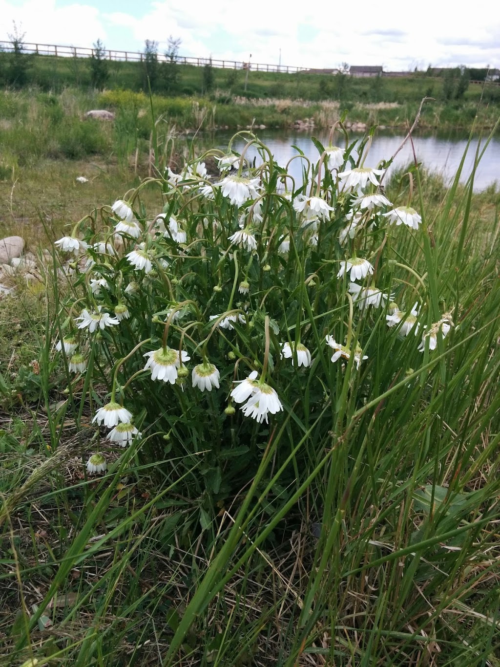 Cortex Vegetation Control | 6400 30 St NW, Edmonton, AB T6P 1J6, Canada | Phone: (780) 718-1458