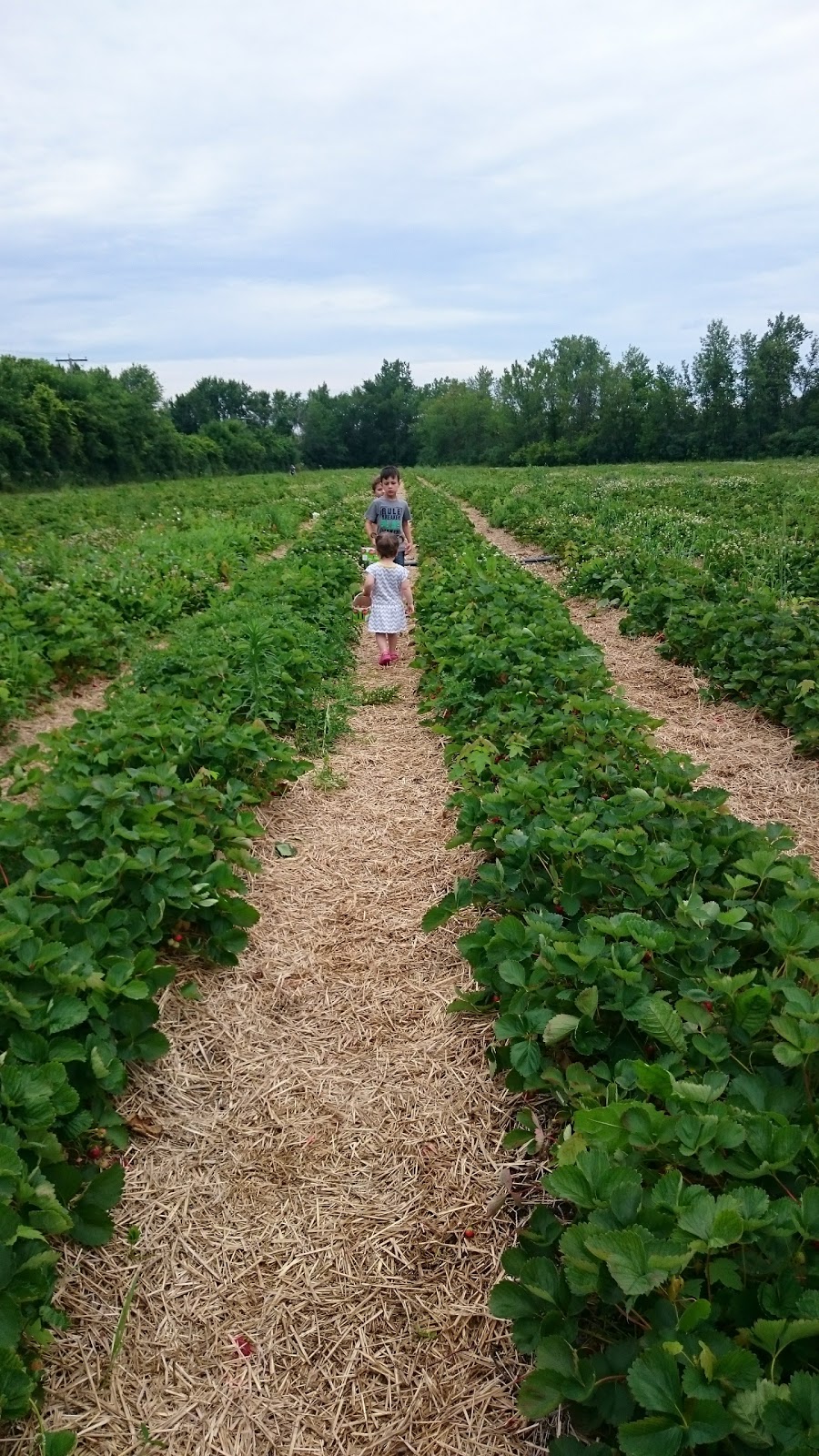 Ferme Sauriol | 3150 Boulevard des Mille-Îles, Laval, QC H7J 1C9, Canada | Phone: (450) 666-6564