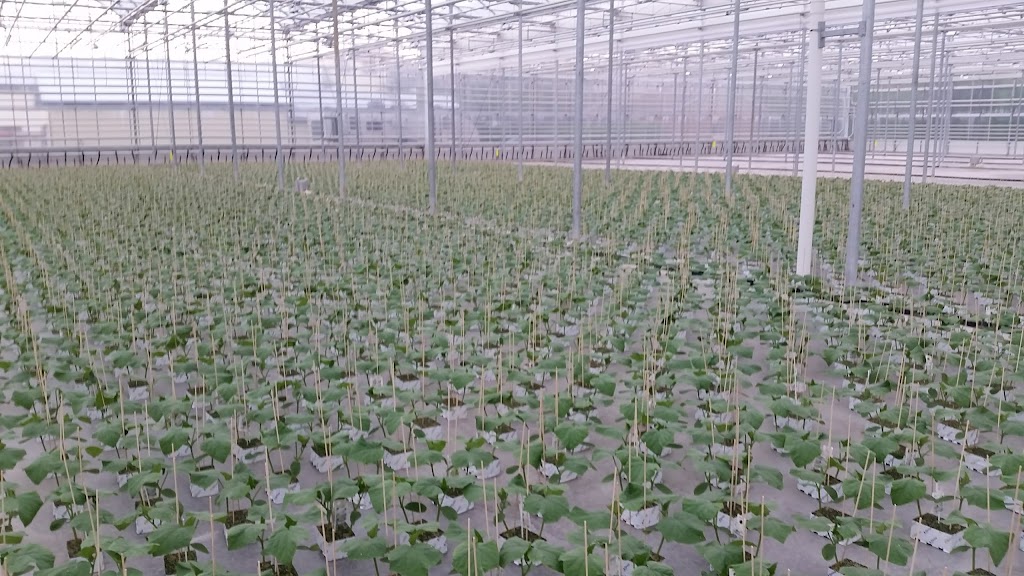 Beverly Greenhouses Ltd | 1247 Concession 4 W, Waterdown, ON L8B 1K2, Canada | Phone: (905) 628-2503