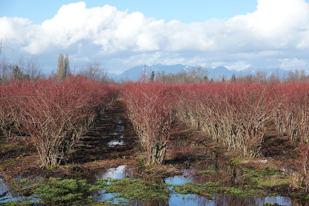 Birak Berry Farms | 10133 Francis Rd #10117, Richmond, BC V6Y 3Z9, Canada | Phone: (604) 325-1027