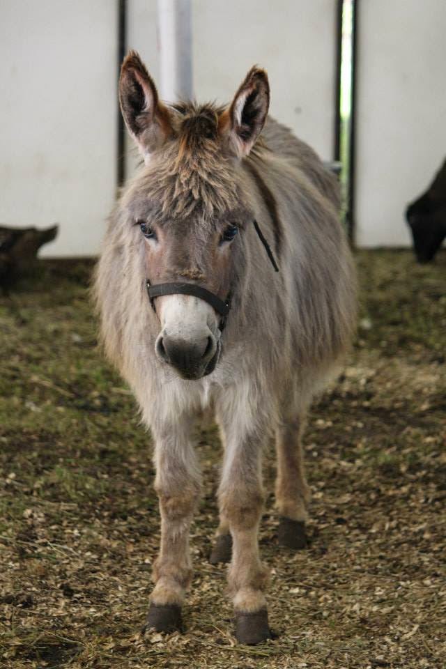 Horse Sense Training & Petting Zoo | 54410 Range Rd 255, Sturgeon County, AB T8T 0T9, Canada | Phone: (780) 470-0414