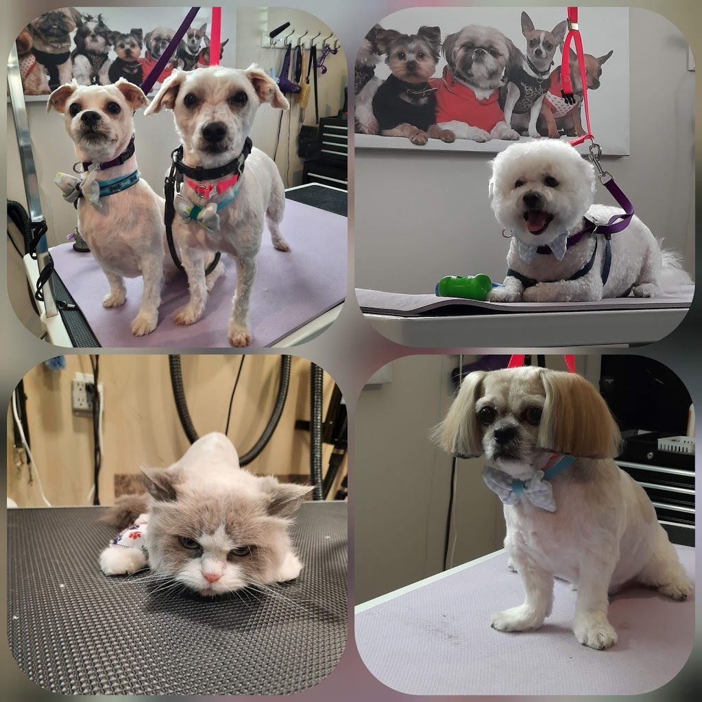 Lucar pet grooming Spa | 64 Weichel St, Kitchener, ON N2M 2A6, Canada | Phone: (226) 201-0400