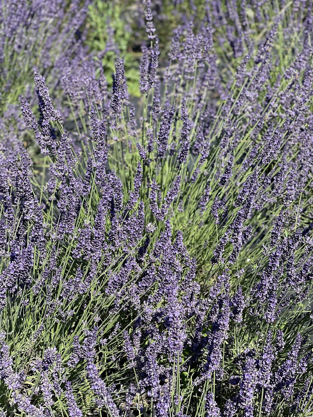 The Victoria Lavender Farm | 1895 John Rd, North Saanich, BC V8L 5S8, Canada | Phone: (250) 216-6501