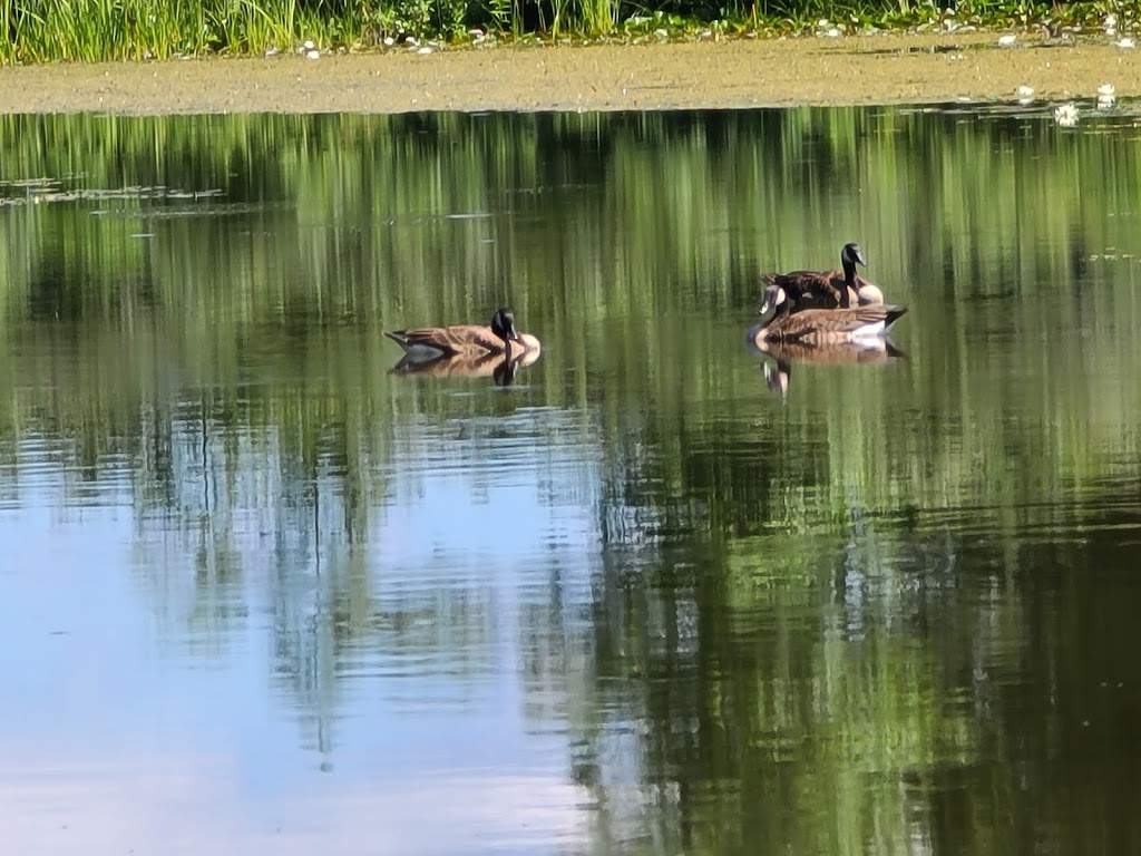 Cataraqui Region Conservation | 4673 Debruge Rd, Brockville, ON K6T 1A5, Canada | Phone: (613) 345-1990