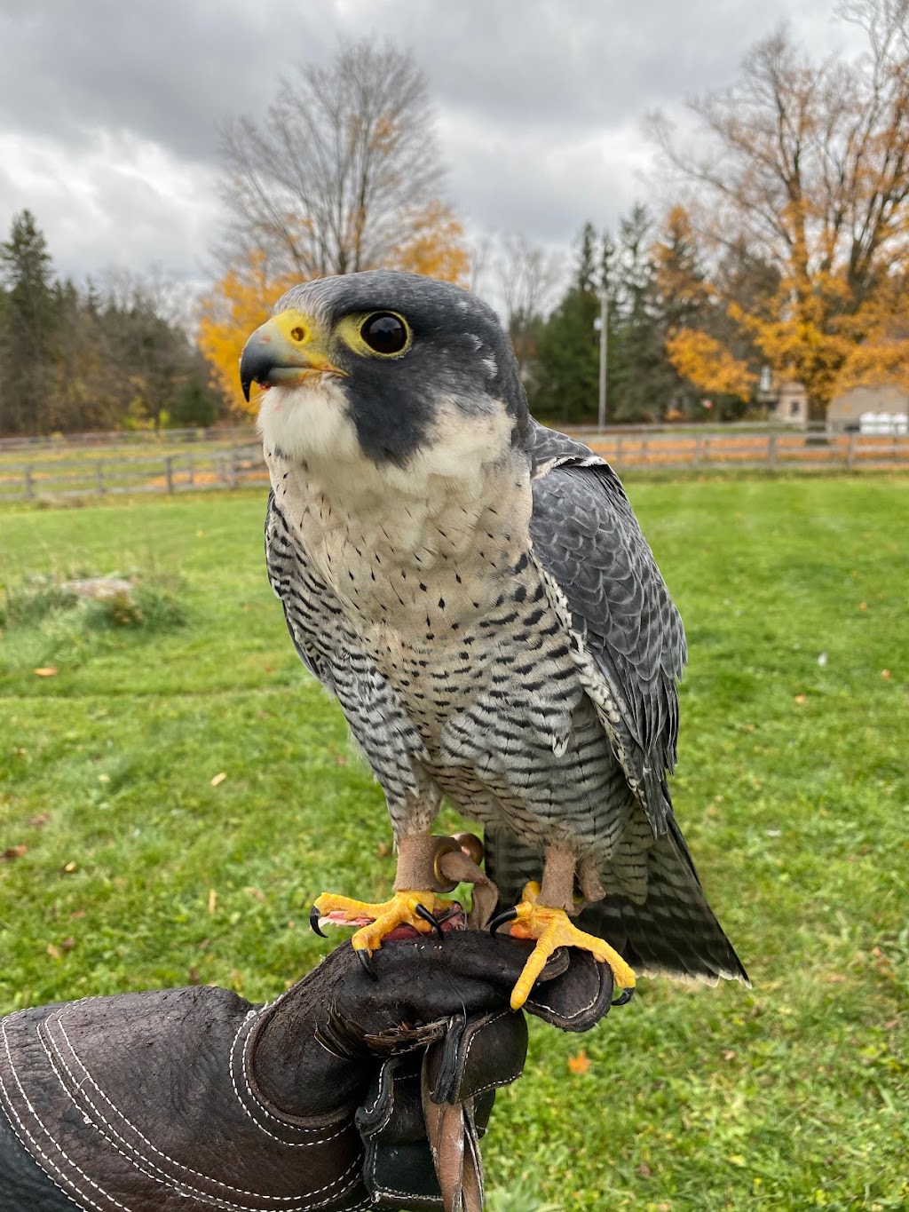 Hawkeye Bird and Animal Control & Falconry Experience North York | 1 Hycrest Ave #602, North York, ON M2N 6V8, Canada | Phone: (416) 429-5393