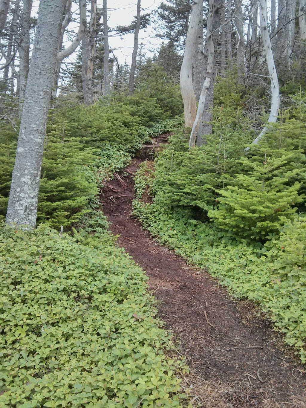 Mickeleens Path | Bears Cove Rd, Goulds, NL A1S 1R3, Canada