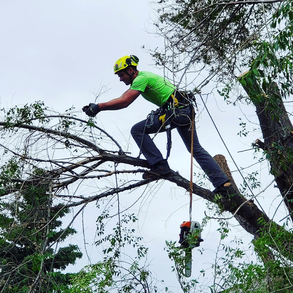 David the Tree Guy | 10442 78 St NW, Edmonton, AB T6A 3E6, Canada | Phone: (587) 987-5666