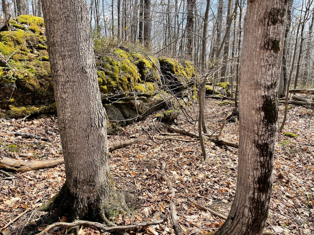 Bayview Escarpment Provincial Nature Reserve | Owen Sound, ON N4K 5W4, Canada | Phone: (519) 389-9056