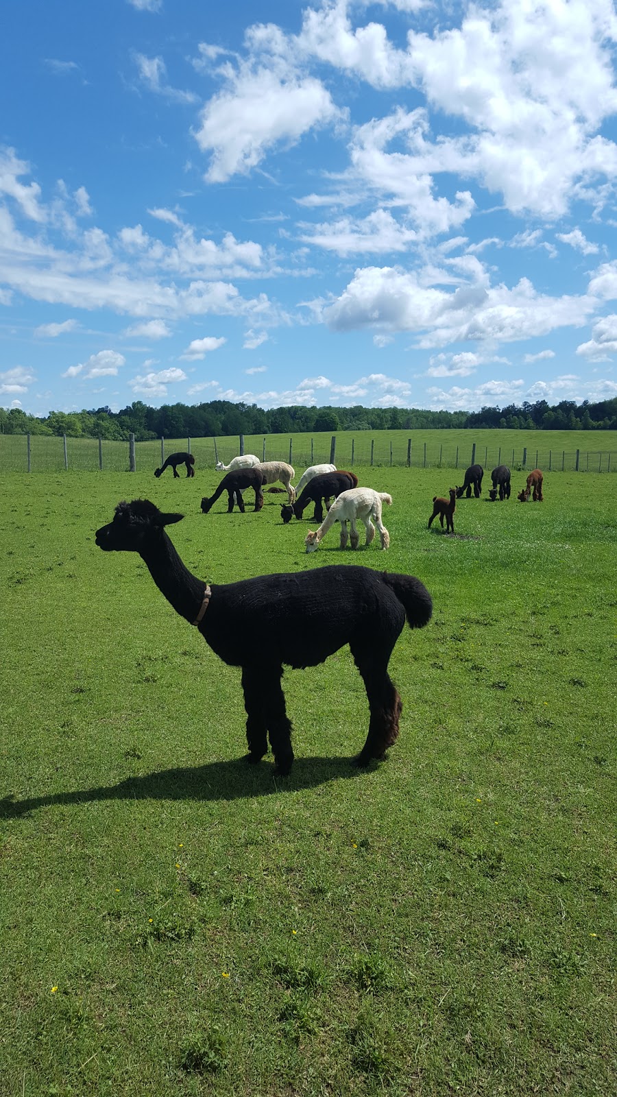 DL Farms Alpaca (registered Alpaca and Products) | RR1, 542 Amberley Rd, Lucknow, ON N0G 2H0, Canada | Phone: (519) 528-2406