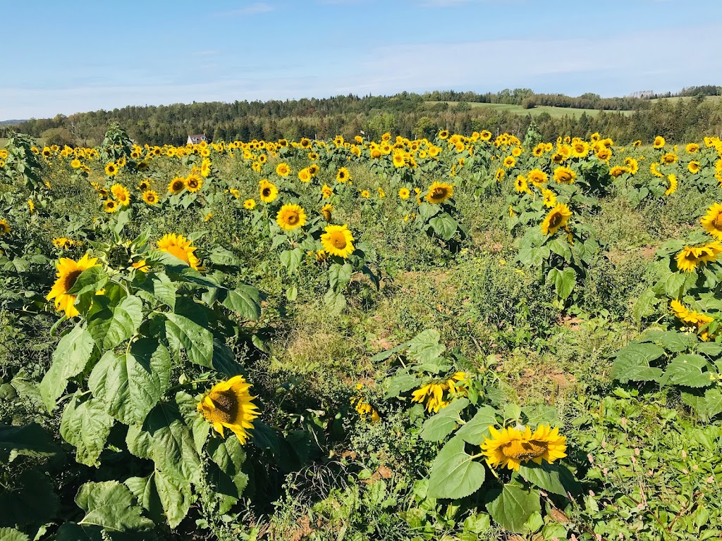 Nova Scotias Sunflower Maze | 792-1338, Nova Scotia Trunk 1, Falmouth, NS B0P 1L0, Canada | Phone: (902) 790-0542