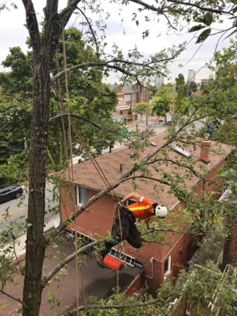 Everest Tree Care Ontario Inc. | Whitchurch-Stouffville, ON L0H 1G0, Canada | Phone: (905) 505-6033