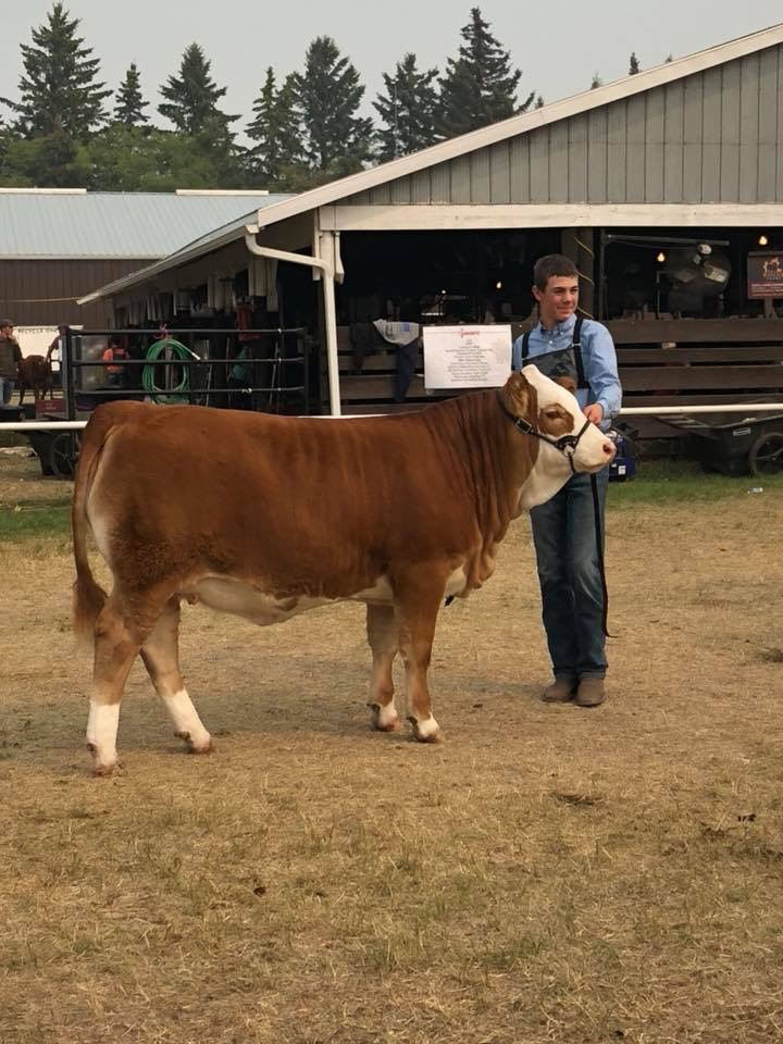 Anchor D Ranch Simmentals | Township Rd 433A, Bluffton, AB T0C 0M0, Canada | Phone: (403) 783-1217