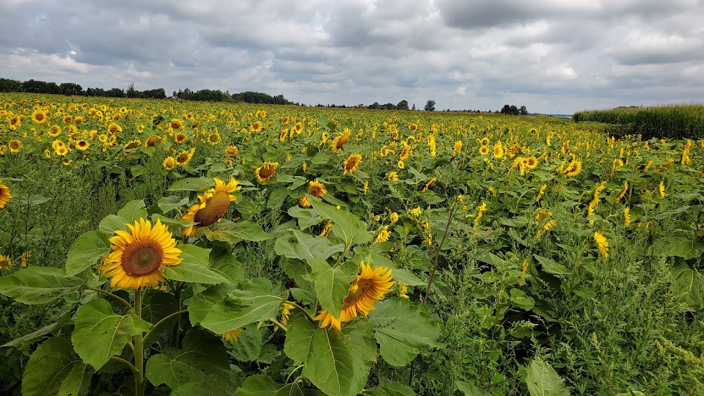 Clovermead Adventure Farm | 11302 Imperial Rd, Aylmer, ON N5H 2R3, Canada | Phone: (519) 773-5503