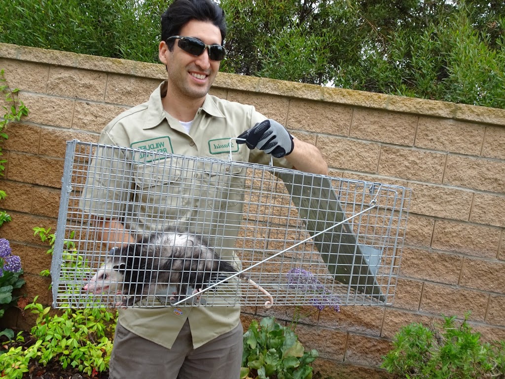 Toronto Animal Exterminator | 873 Jane St, York, ON M6N 4C4, Canada | Phone: (647) 670-0726