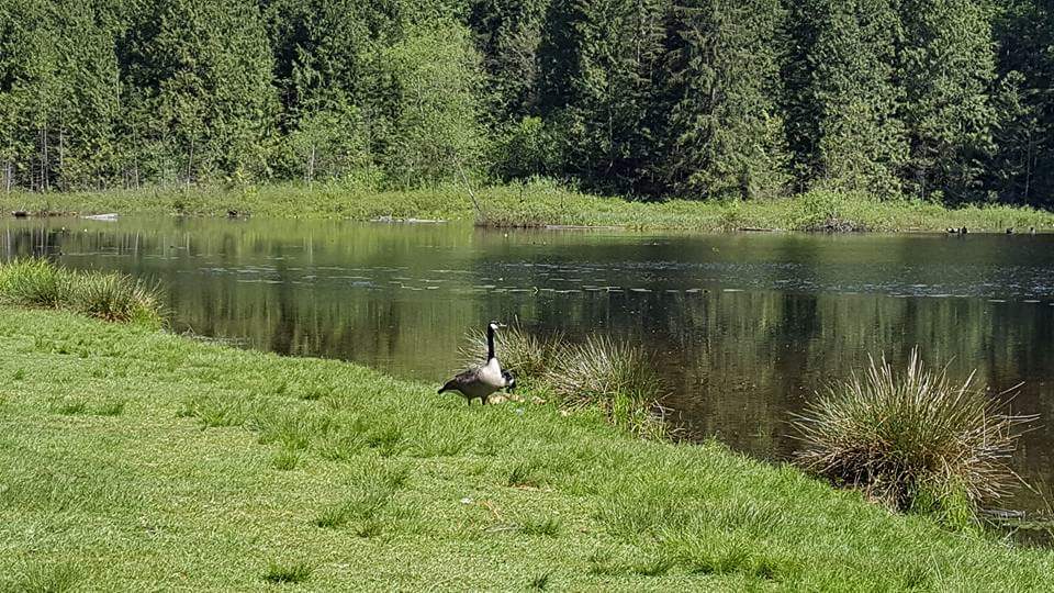 Mill Pond | 10969 Dewdney Trunk Rd, Mission, BC V4S 1L1, Canada