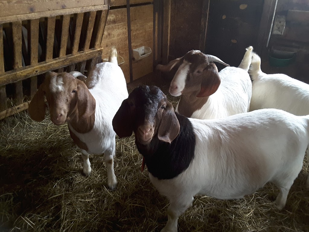 Chèvrerie des Belles Amours | 171 Chemin des Belles-Amours, LIslet, QC G0R 2B0, Canada | Phone: (418) 607-0617