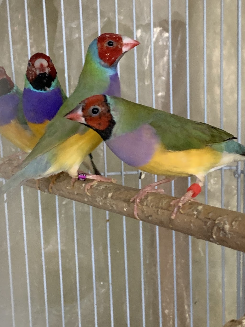 Toronto Gouldian Finches | 168 Aylesworth Ave, Scarborough, ON M1N 2J6, Canada | Phone: (306) 850-4813