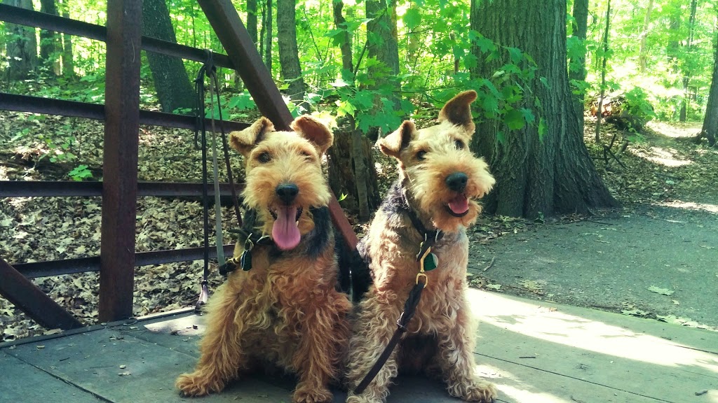 The Doodle Dog Sitter & Dog Walking Services | 2-225 Trafalgar Rd, Oakville, ON L6J 3G9, Canada | Phone: (647) 286-0186