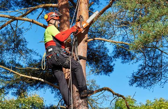 Five Star Tree Services in Toronto, Richmond Hill & GTA | 156 Duncan Rd, Richmond Hill, ON L4C 6J8, Canada | Phone: (416) 990-3355