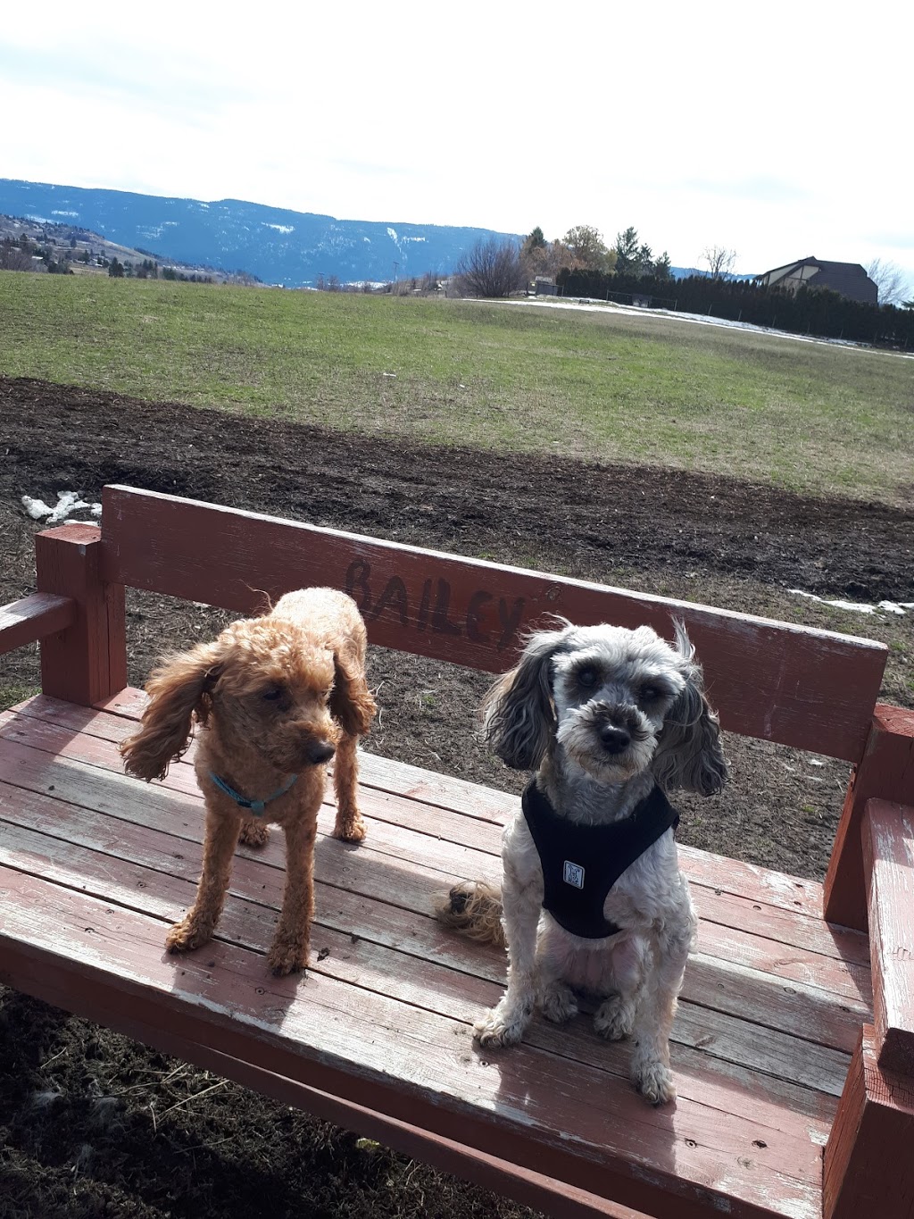 Mutrie Dog Park | 3985 Mutrie Rd, Vernon, BC V1T 9C8, Canada