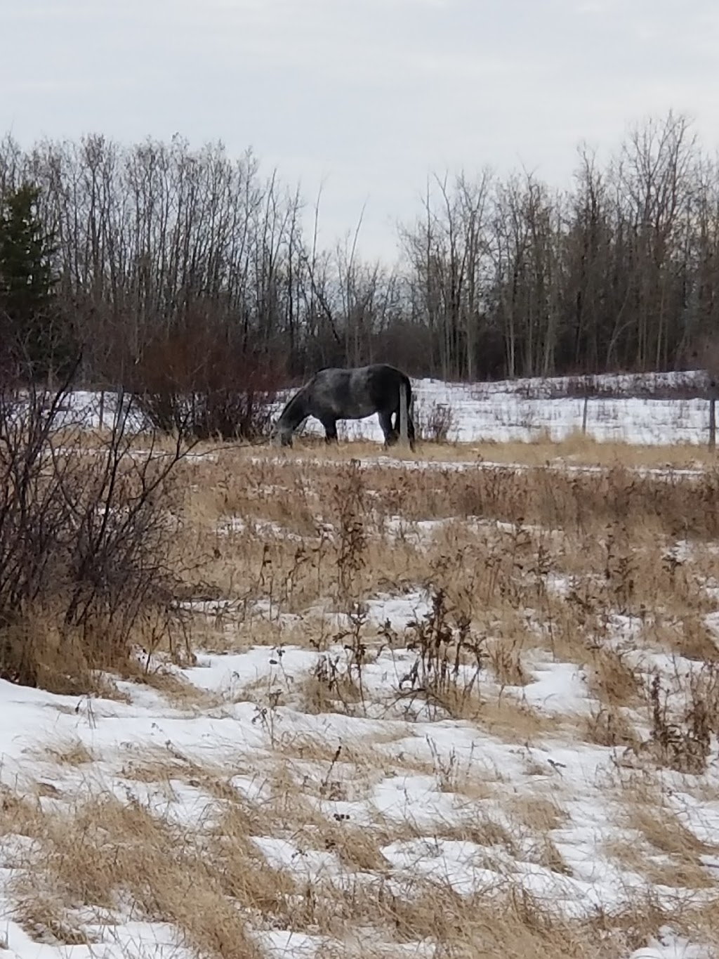 K9 Off-Leash Dog Park | Leduc, AB T9E 3C3, Canada | Phone: (780) 980-7166