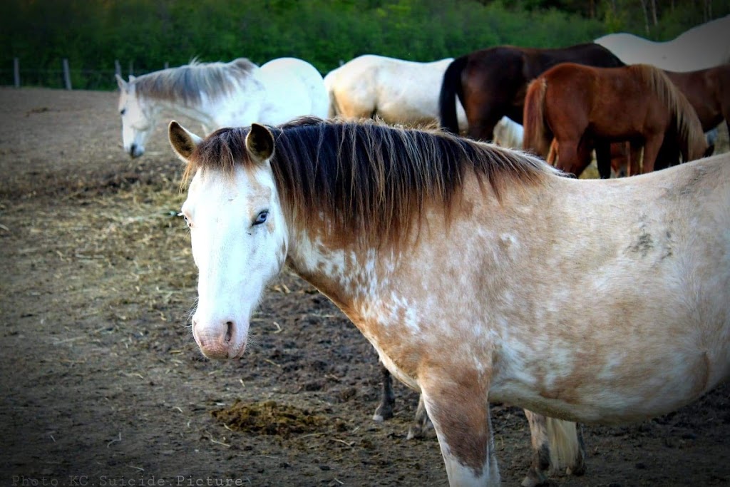 Ranch thérapeutique cheval de soie | 580 Chemin du Sanctuaire, Sherbrooke, QC J1H 0E1, Canada | Phone: (819) 620-3377