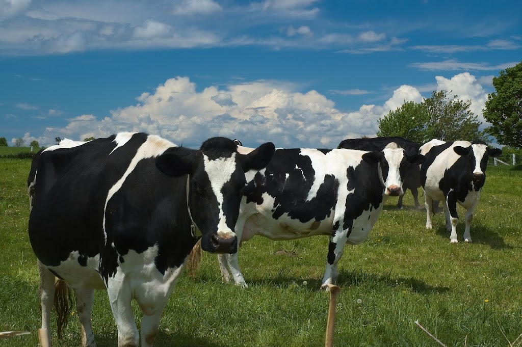 Ferme Syllie | 1133 Rang Ste Madeleine, Notre-Dame-de-la-Paix, QC J0V 1P0, Canada | Phone: (819) 983-1810