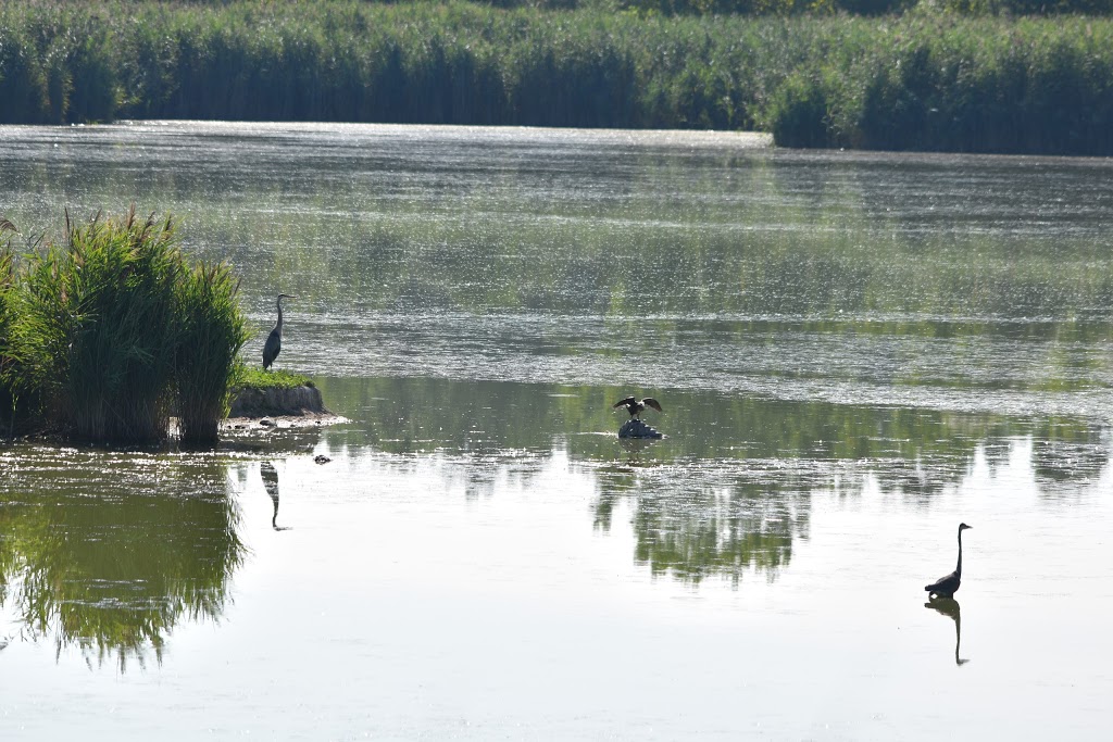 Wawanosh Wetlands Conservation Area | 6013 Blackwell Side Rd, Sarnia, ON N7X, Canada | Phone: (519) 245-3710