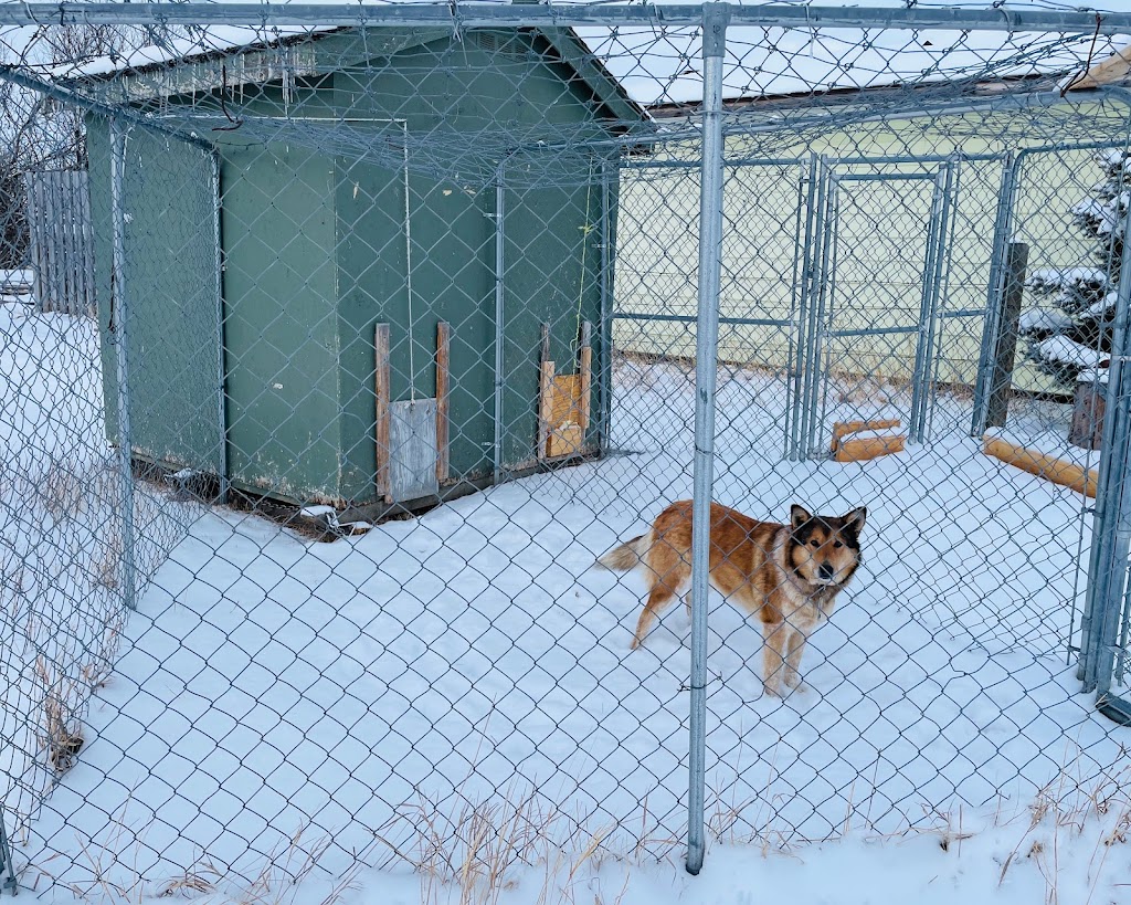 Springridge Dog Boarding | 5512 Range Rd 282, Pincher Creek, AB T0K 1W0, Canada | Phone: (403) 339-0793