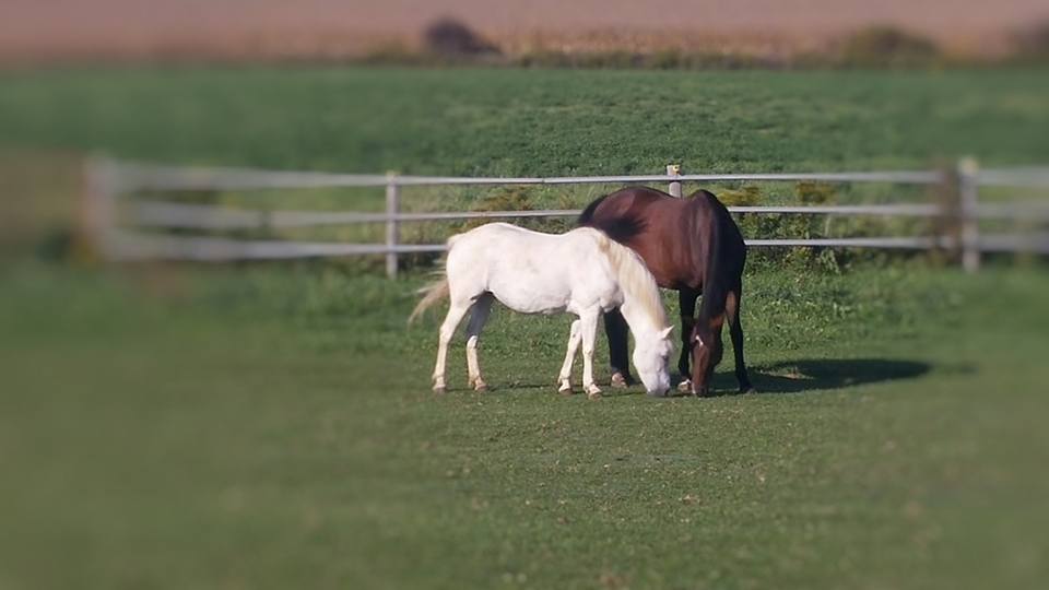 Stable Wellness Farm and Yoga Studio | Wilsonville, ON N0E 1Z0, Canada | Phone: (519) 757-2337